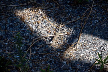 Obraz premium Lizard on gravel in sunlight at Pompeii ruins