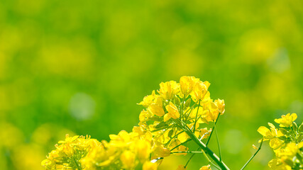 菜の花のアップ