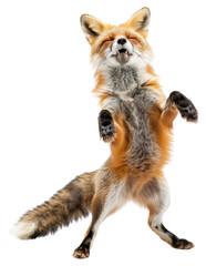 Fototapeta premium PNG Happy smiling dancing fox standard silver wildlife animal mammal.