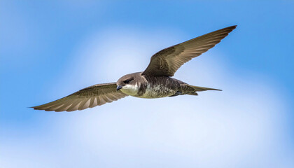 Obraz premium Alpine swift (Apus melba) flying gracefully with wings fully spread against a clear blue sky. Detailed wildlife bird in natural flight, symbol of freedom, migration, speed, and nature.
