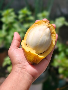 Bacuri (brazilian fruit)