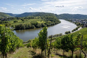 Fototapeta premium Hilly vineyards near Kröv, view on loop of Moselle river valley, outdoor activities, hiking in Germany, travel destination near Traben-Trarbach, Germany