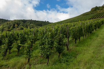 Obraz premium Vineyards with ripe blue Pinot noir Spatburgunder grapes, rows of plants, harvest time in Calmont wine making region with steepest vineyard in Europe on Moselle river valley, Germany