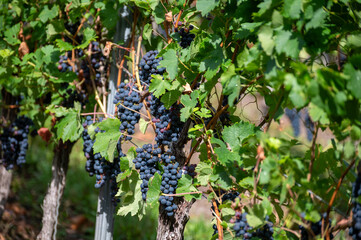 Vineyards with ripe blue Pinot noir Spatburgunder grapes, rows of plants, harvest time in Calmont wine making region with steepest vineyard in Europe on Moselle river valley, Germany © barmalini