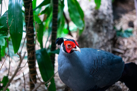 Siamese fireback bird in Oklahoma zoo