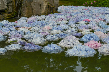 水に浮いた紫陽花