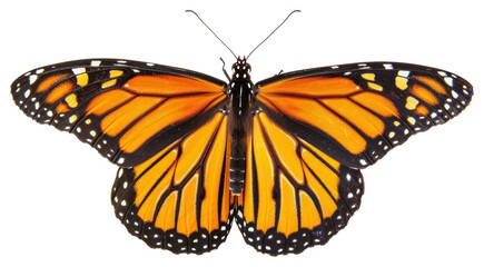 Fototapeta premium PNG Monarch butterfly flying insect invertebrate photography.