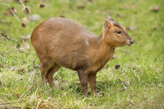 Muntjac Deer Fawn Standing On Grass - _S5A1320