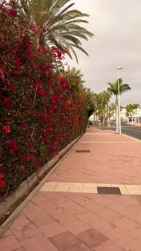 Vertical POV walking tour in Tenerife, Canary Islands. First person view stroll through a blooming tropical street with flowers. Natural handheld camera movement. relaxing vacation atmosphere