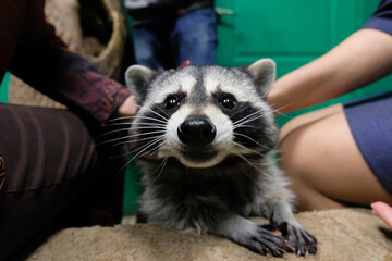 Group of people petting a raccoon © Mulderphoto