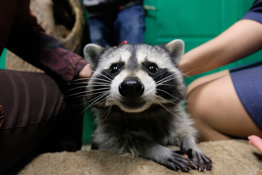 Group of people petting a raccoon
