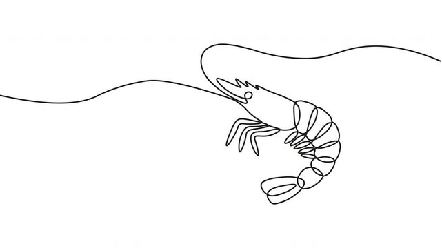 Continuous One Line Shrimp Fish Seafood Animation