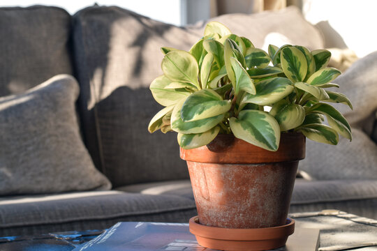 Peperomia obtusifolia variegata house plant in a terracotta pot placed on a coffee table in front of a gray couch. Indoor greenery, home decor, and modern living room interior
