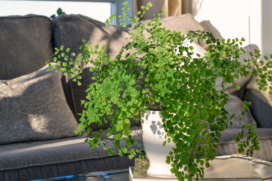 Maidenhair fern houseplant, Adiantum raddianum, in a white pot placed on a coffee table in front of a gray couch. Indoor greenery, home decor, and modern living room interior