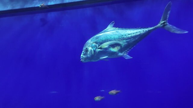 Ocean Sunfish Swimming in a Large Aquarium Tank in Japan