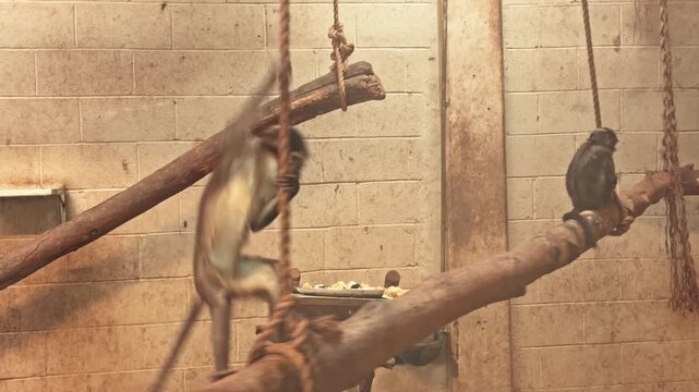 The monkeys play on the trunk.