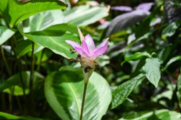 Obraz premium Pink Goeppertia loeseneri flower with delicate petals tropical ornamental plant close up botanical detail soft natural light