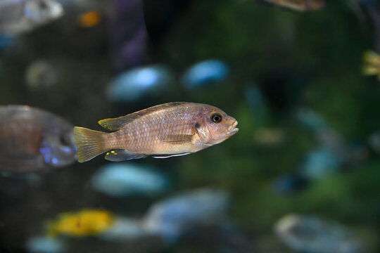 Bright Tropheops aurora African cichlid swimming in freshwater aquarium among rocks colorful endemic Lake Malawi fish popular in aquaristics