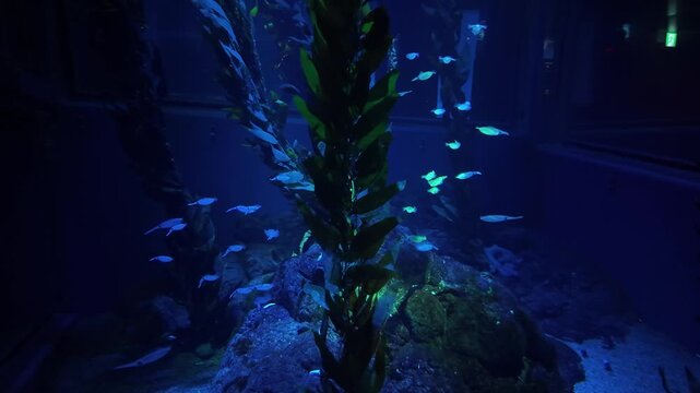Ocean Sunfish Swimming in a Large Aquarium Tank in Japan