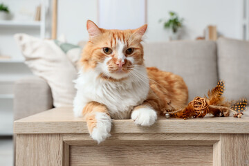 Cute fluffy cat lying on table at home © Pixel-Shot