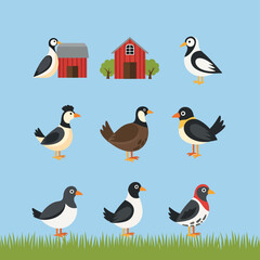 Obraz premium Farm Birds Standing on Grass