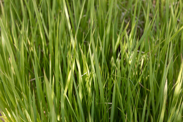 Fototapeta premium Fresh Green Grass Blades Forming a Natural Background