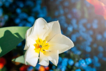 White tulip flower close up with yellow center against soft blue floral background