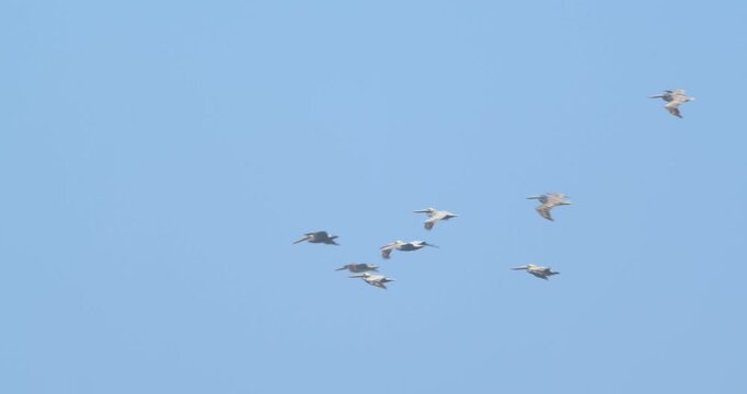Pelican flock entering frame flying and flapping Piura Peru