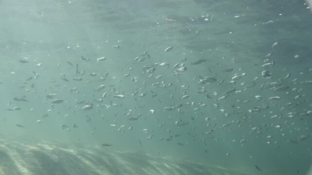 juvenile Kokanee or land locked sockeye in the Pacific Northwest.