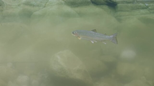 Adult cutthroat trout in an intertidal area in the Pacific Northwest in Canada.