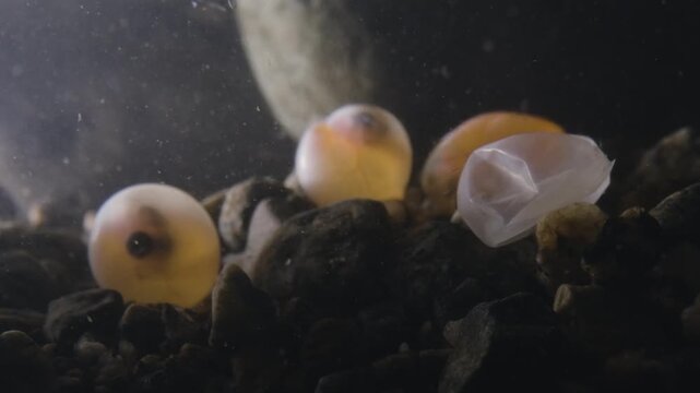 Salmon egg hatching in a salmon stream in Canada.