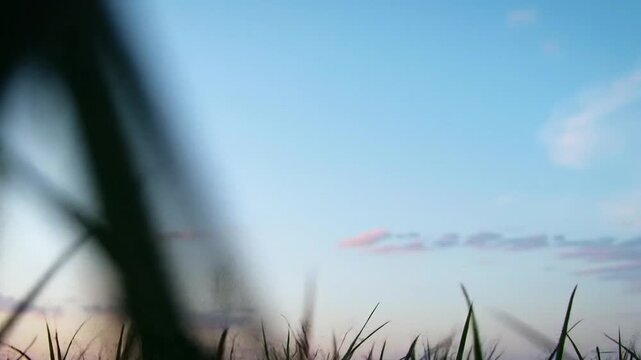Tranquil view of a blue sky, framing a field of grass blades, creating a serene and natural setting. The vibrant blue sky serves as a backdrop, offering a sense of openness and tranquility