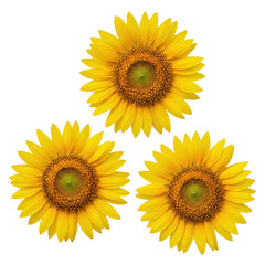 Obraz premium three ultra realistic, vibrant sunflowers with crisp yellow petals, flat lay composition, isolated on a transparent studio background, emphasizing botanical perfection and commercial purity concept