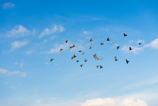 A flock of birds flying across a clear blue sky with a few clouds