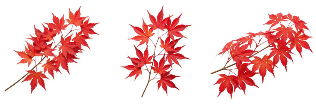 Vibrant Red Japanese Maple Leaves and Autumn Branches Isolated Set