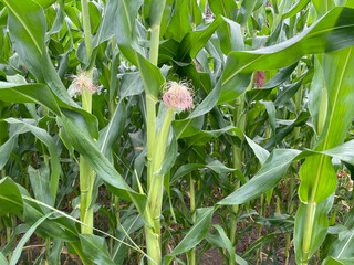 corn field in the summer,Green corn cobs on the farm.