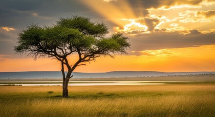 Fototapeta premium Solitary tree in golden grassland under dramatic skies