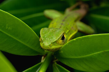 Obraz premium Green lizard camouflaging on a tropical plant leaf