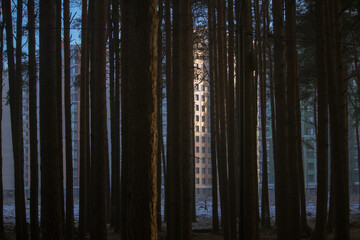 forest in the morning in Russia