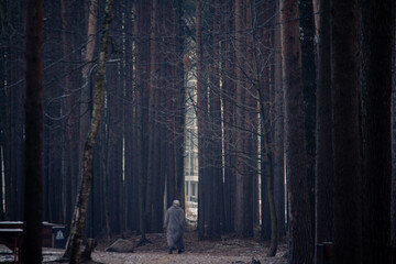 morning in the forest in Russia