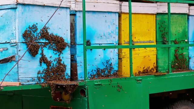 Large swarm of bees buzzing around vibrant beehives in outdoor apiary. Lively scene captures natural activity and busy atmosphere of bees during daytime.