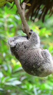 oala is climbing on the tree and want to jump on the other tree