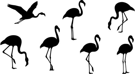 Set of flamingo silhouettes in standing, walking, feeding, and flying poses, black tropical bird figures isolated on white background for wildlife, nature, and design use © Shuda