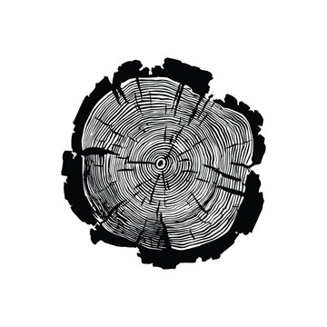Cross section of tree trunk with growth rings