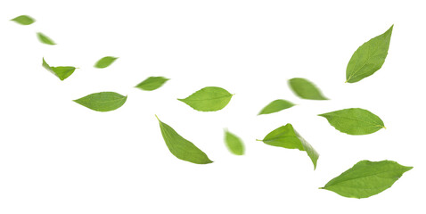 Green tea leaves flying in air on white background © New Africa