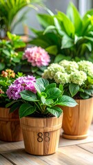 Vibrant Hydrangea Plants in Wooden Pots on a Sunny Day.