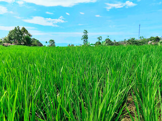Beautiful Paddy Field Panorama in Arjasari, West Java, Indonesia