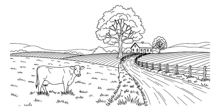 Hand drawn line art illustration of a countryside farm depicting a cow grazing in a field for agricultural themes