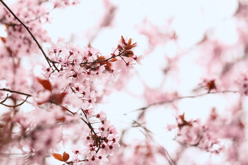 Obraz premium Beautiful blossoming tree branches outdoors