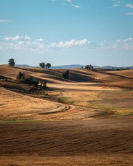 Golden rolling hills with sparse trees under a blue sky, sunny day